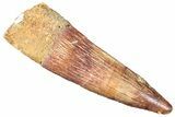 Fossil Spinosaurus Tooth - Real Dinosaur Tooth #269163-1